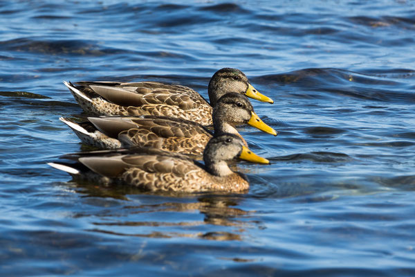 Dreisamkeit - Ort: Bornholm - Foto: Holger Tobuschat