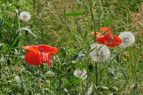 15 Wiese in Wilhelmsburg - Foto: Michael Wohl-Iffland