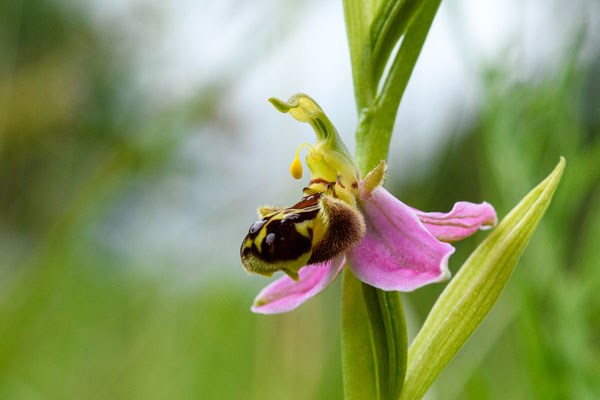 Bienen Ragwurz - Foto: Frank Voß