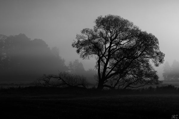 Baum im Morgennebel - Foto: Riccardo Zschau