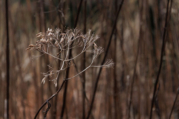 Arboretum Ellerhoop - Foto: Britta Hamann
