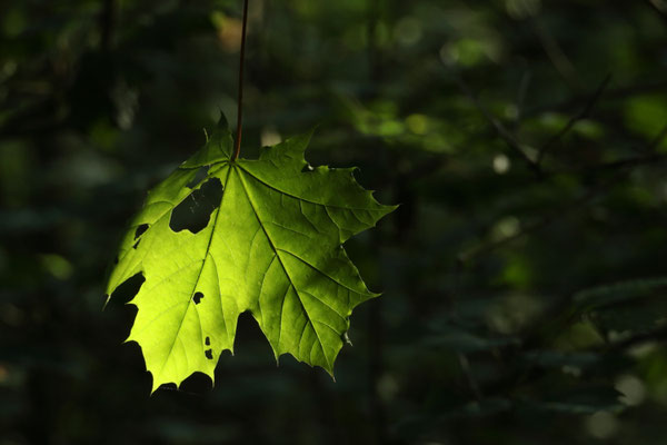 Blatt in der Morgensonne - Ort: Neuwiedenthal - Foto: Volker Svensson