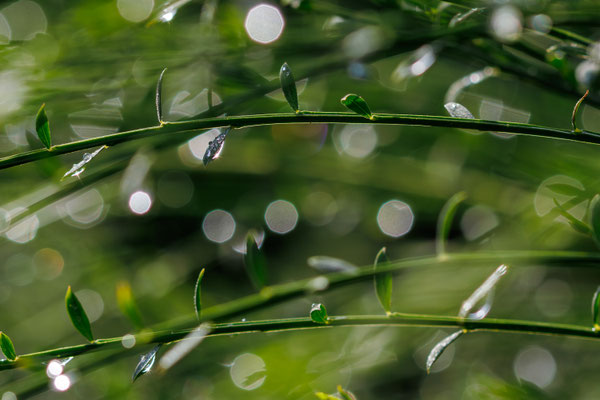 Tropfen und Licht - Foto: Britta Hamann