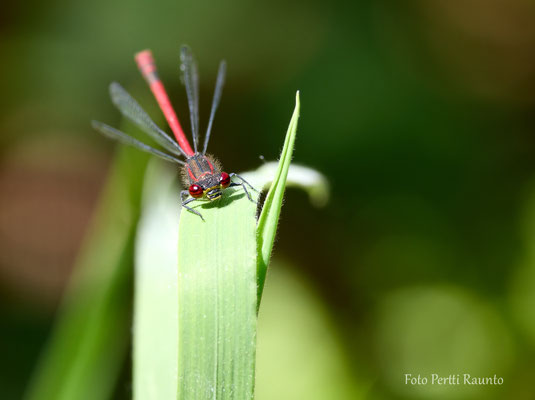 "Schau mir in die Augen" (Frühe Adonislibelle) - Ort: Himmelmoor - Foto: Pertti Raunto