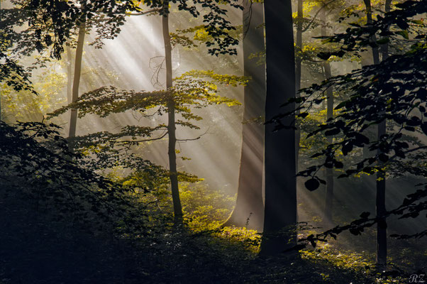Licht im Wald - Foto: Riccardo Zschau