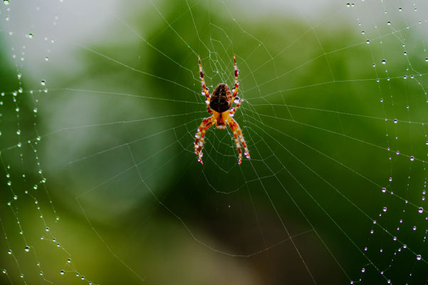 Spinne im Regen - Foto: Monika Stock