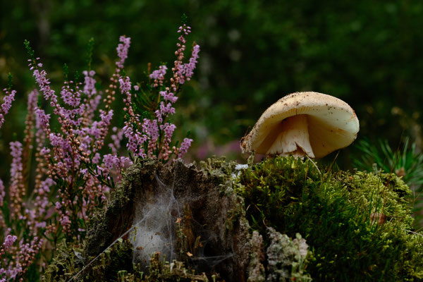 1. Platz - 132 Punkte - Perlpilz in Fischbeker Heide - Foto: Romana Thurz