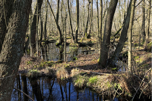 Moor, Moorgürtel - Foto: Gerd Jürgen Hanebeck 