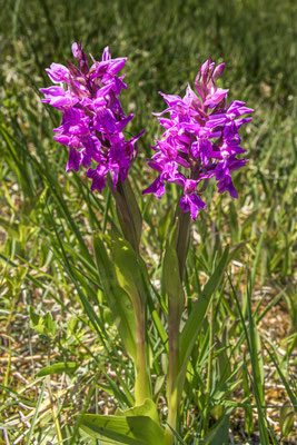 Knabenkraut, NSG Boberg - Foto: Adolf Dobslaff