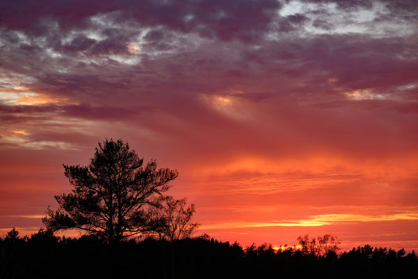 Fischbeker Heide Sonnenuntergang - Foto: Romana Thurz