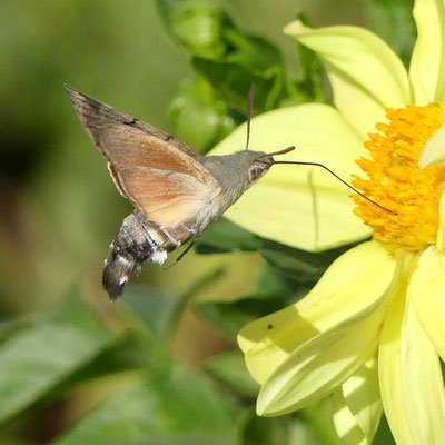 Taubenschwänzchen, nektarsuchend - Foto: Elvira Lütt