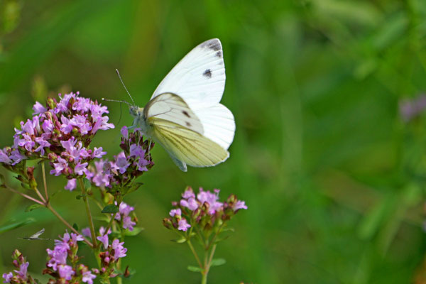 Foto: Karl-Horst Fricke