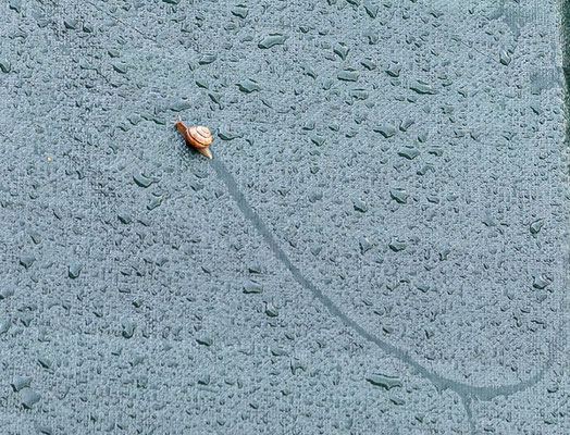 Schneckenspur auf Nachbars Terrasse - Foto: Pertti Raunto