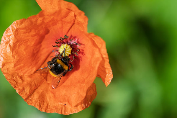 Foto: Holger Tobuschat