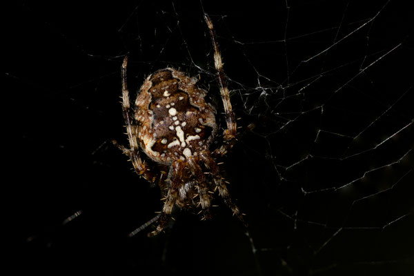 Kreuzspinne in Lowkey - Foto: Janne Reisdorf