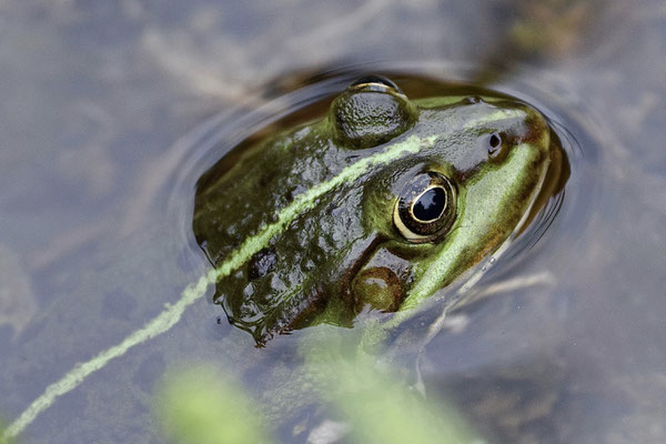 Teichfrosch - Foto: Michael Wohl-Iffland