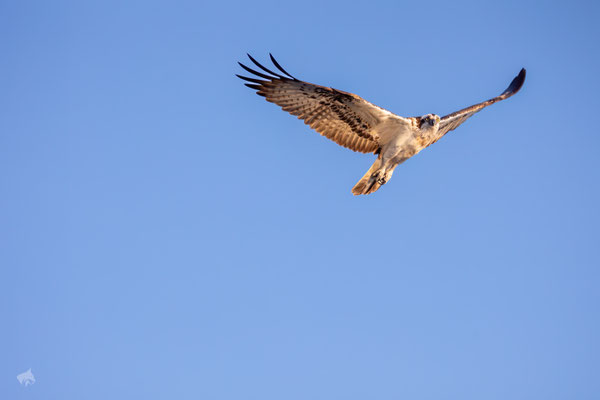 Futtersuche in Morgensonne - Foto: Janne Niels Reisdorf