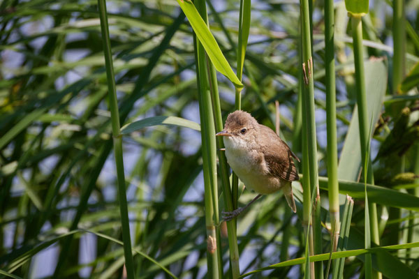 Teichrohrsänger, Vogelstation WedelerAu - Foto: Pertti Raunto