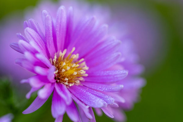 9. Platz - 100 Punkte - Zarte Aster - Foto: Andreas Spott