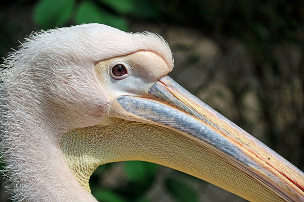 Pelikan, Porträt, Zoo Hannover - Foto: Borg Enders