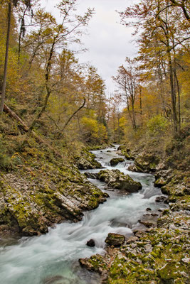Herbstfluss - Ort: Bled/Slowenien - Foto: Lino Laurent