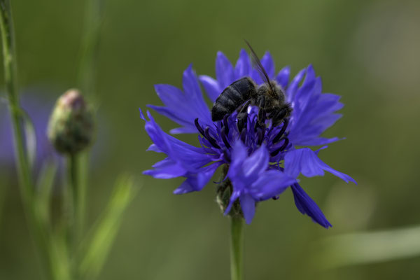 Foto: Gesche Andresen