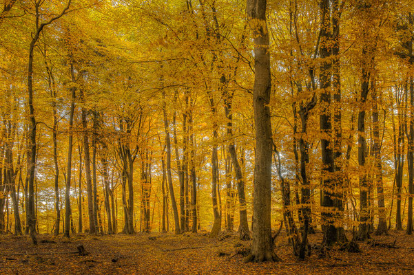 Goldener Herbst - Foto: Holger Tobuschat