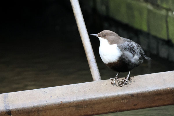 Die Wasseramsel von Lokstedt - Foto: Hans Jeikowski
