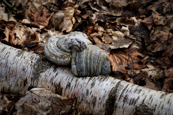 Der Baum fällt um - der Pilz wächst weiter - Foto: Gerd Jürgen Hanebeck