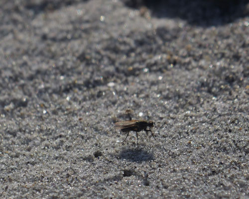 Platz 10 mit 74 Punkten: Fliege auf Sand - Ort: Düne Helgoland - Foto: Karl-Horst Fricke