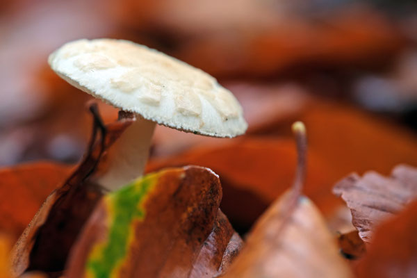 Pilz im Herbstlaub - Foto: Borg Enders