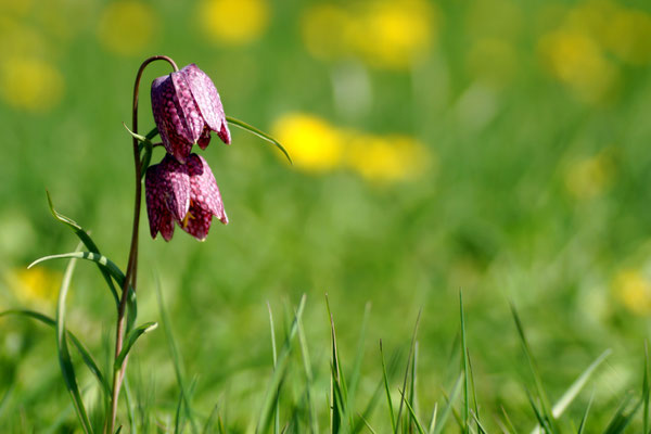 20 Schachbrettblume - Foto: Willi Heinsohn