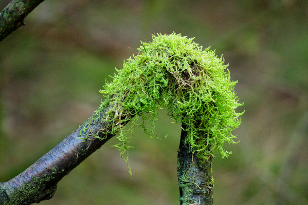 Moos auf dem geknickten Zweig, Harburger Berge - Foto: Gerd Jürgen Hanebeck