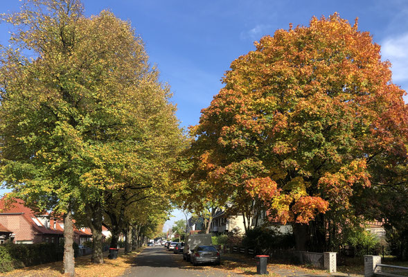 Stadtnatur in Hausbruch - Foto: Gerd Jürgen Hanebeck