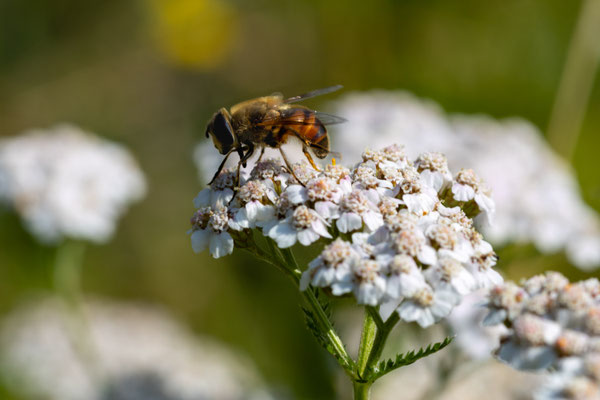 Foto: Andreas Spott