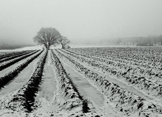 Spargelfeld im Winter - Foto: Willi Heinsohn