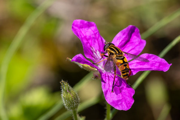 Foto: Andreas Spott