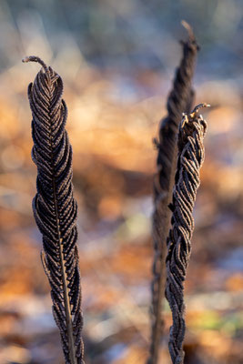 Farn aus dem Vorjahr - Ort: Arboretum - Foto: Britta Hamann