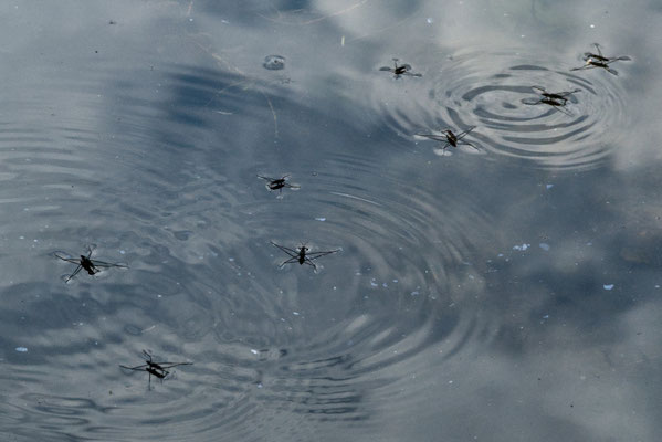 Wasserläufer - Foto: Gerd Jürgen Hanebeck