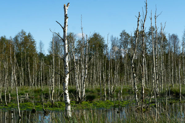 Asseler Moor - Ort: Stade - Foto: Monika Stock