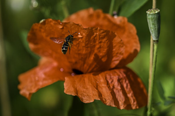 Foto: Gesche Andresen