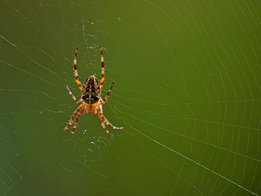 Kreuzspinne - Ort: Buchholz - Foto: Karl-Horst Fricke