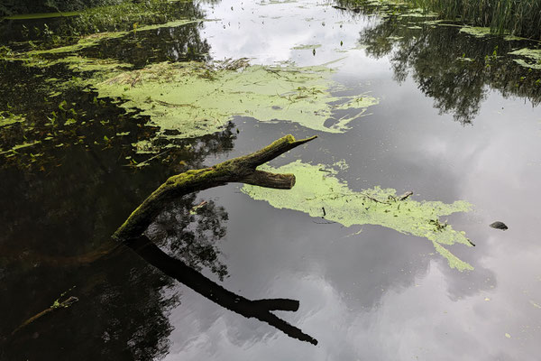 Stille - Ort: Wohldorfer Teich - Foto: Willi Heinsohn