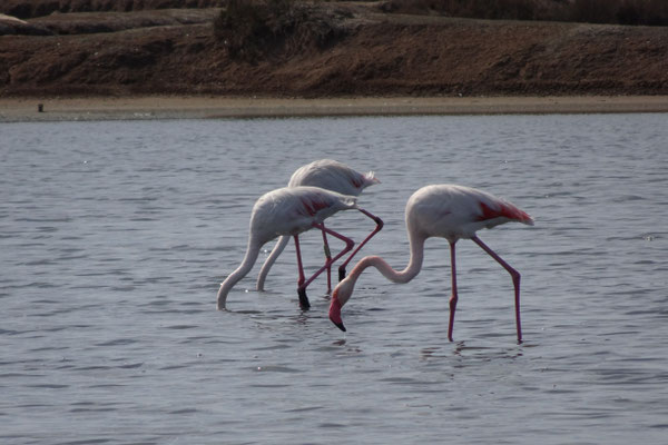 Flamingos in den Salinen am Guadalquvir-Andalusien - Foto: Gesine Schwerdtfeger