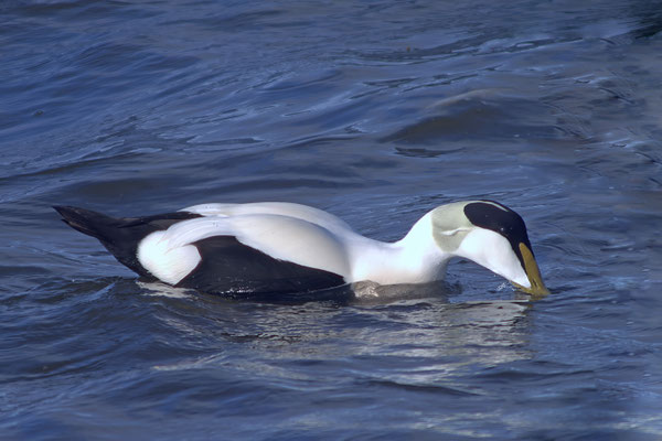 Foto: Dirk Heindorf