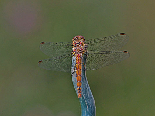 Foto: Karl-Horst Fricke