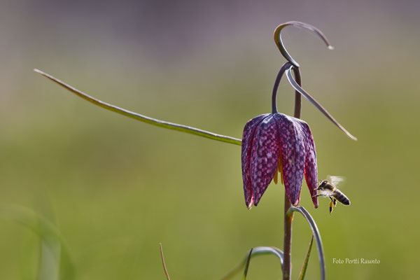 Schachbrettblume - Foto: Pertti Raunto