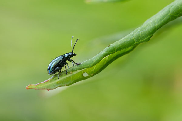 wahrscheinlich ein Unechter Kohlerdfloh - Altica oleracea, ca. 3-4 mm groß - Foto: Pertti Raunto