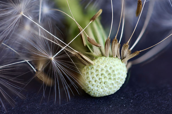 Pusteblume - Foto: Hans Jeikowski