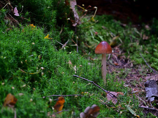 Foto: Karl-Horst Fricke